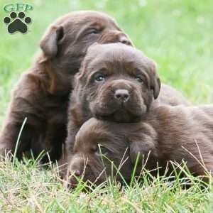 Teddy, Chocolate Labrador Retriever Puppy