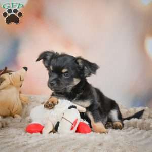 Bear, Chihuahua Puppy