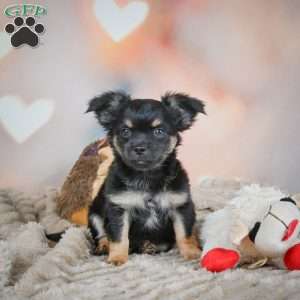 Bear, Chihuahua Puppy