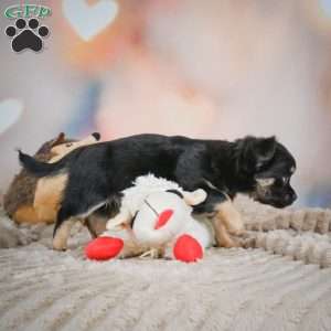 Bear, Chihuahua Puppy
