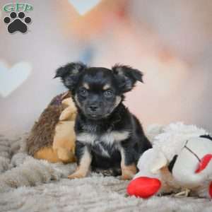 Bear, Chihuahua Puppy