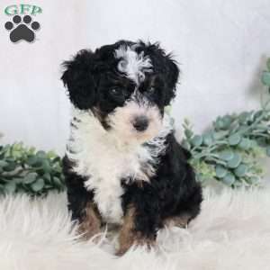 Lyle, Mini Bernedoodle Puppy