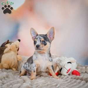Razor, Chihuahua Puppy