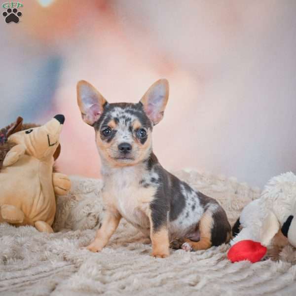 Razor, Chihuahua Puppy