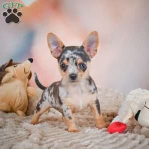 Razor, Chihuahua Puppy