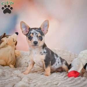Razor, Chihuahua Puppy