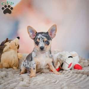 Razor, Chihuahua Puppy