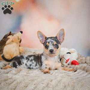 Razor, Chihuahua Puppy