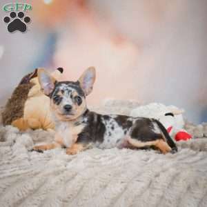 Razor, Chihuahua Puppy