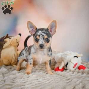 Razor, Chihuahua Puppy
