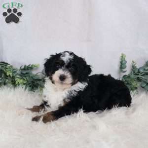 Lyle, Mini Bernedoodle Puppy