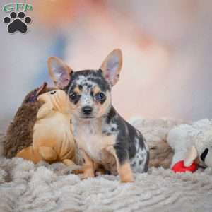 Razor, Chihuahua Puppy