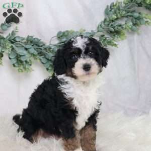 Lyle, Mini Bernedoodle Puppy