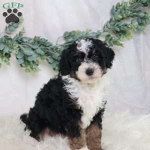 Lyle, Mini Bernedoodle Puppy