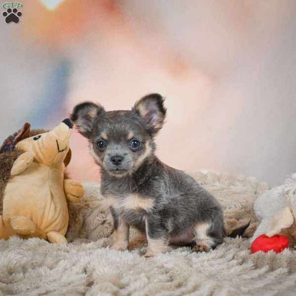 Abby, Chihuahua Puppy