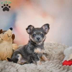 Abby, Chihuahua Puppy