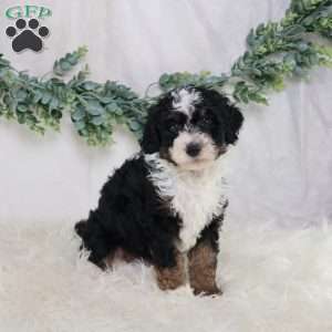 Lyle, Mini Bernedoodle Puppy