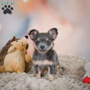 Abby, Chihuahua Puppy