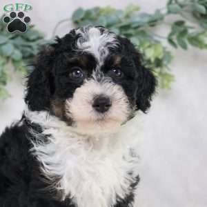 Lyle, Mini Bernedoodle Puppy