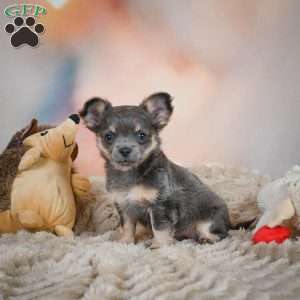 Abby, Chihuahua Puppy
