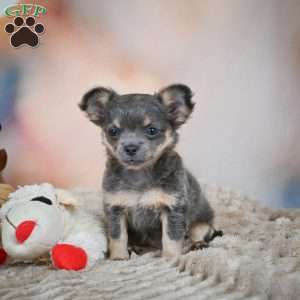 Abby, Chihuahua Puppy