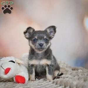 Abby, Chihuahua Puppy