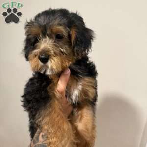 Luna, Yorkie Mix Puppy