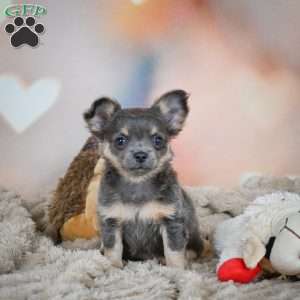 Abby, Chihuahua Puppy