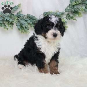 Lyle, Mini Bernedoodle Puppy