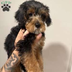 Luna, Yorkie Mix Puppy