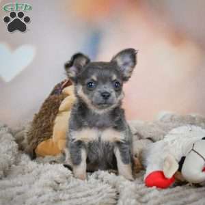 Abby, Chihuahua Puppy