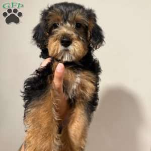 Luna, Yorkie Mix Puppy