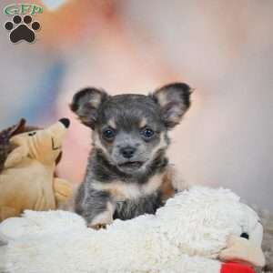 Abby, Chihuahua Puppy
