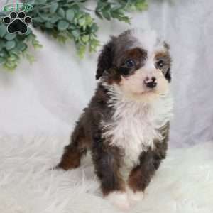 Leo, Mini Bernedoodle Puppy