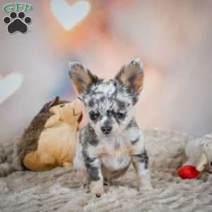 Sasha, Chihuahua Puppy