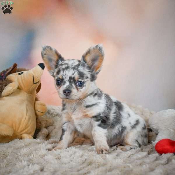 Sasha, Chihuahua Puppy