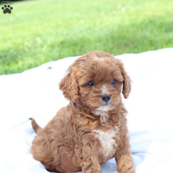 Chloe, Cavapoo Puppy