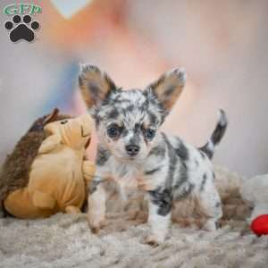 Sasha, Chihuahua Puppy
