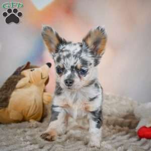 Sasha, Chihuahua Puppy