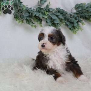 Leo, Mini Bernedoodle Puppy