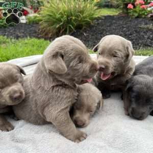 Silver, Silver Labrador Retriever Puppy