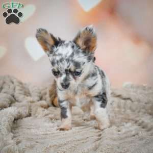 Sasha, Chihuahua Puppy