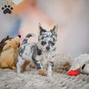 Sasha, Chihuahua Puppy