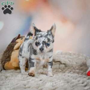 Sasha, Chihuahua Puppy