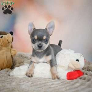 Sugar, Chihuahua Puppy