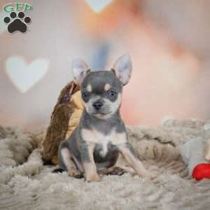 Sugar, Chihuahua Puppy
