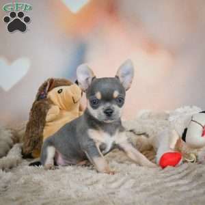 Sugar, Chihuahua Puppy