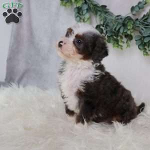 Leo, Mini Bernedoodle Puppy