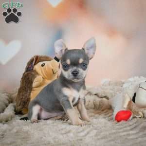 Sugar, Chihuahua Puppy