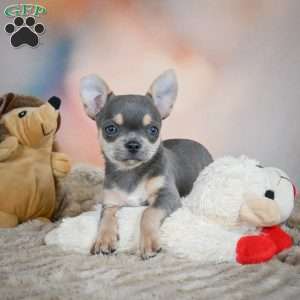 Sugar, Chihuahua Puppy
